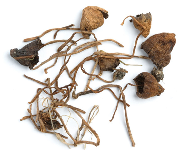 Psilocybe semilanceata (Liberty Caps)