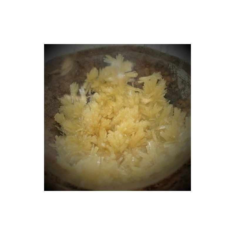 DMT (Dimethyltryptamine)