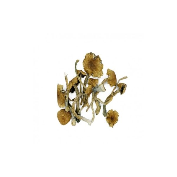 Golden teacher mushrooms