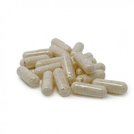 Golden Teacher Capsules - 50 CAPS
