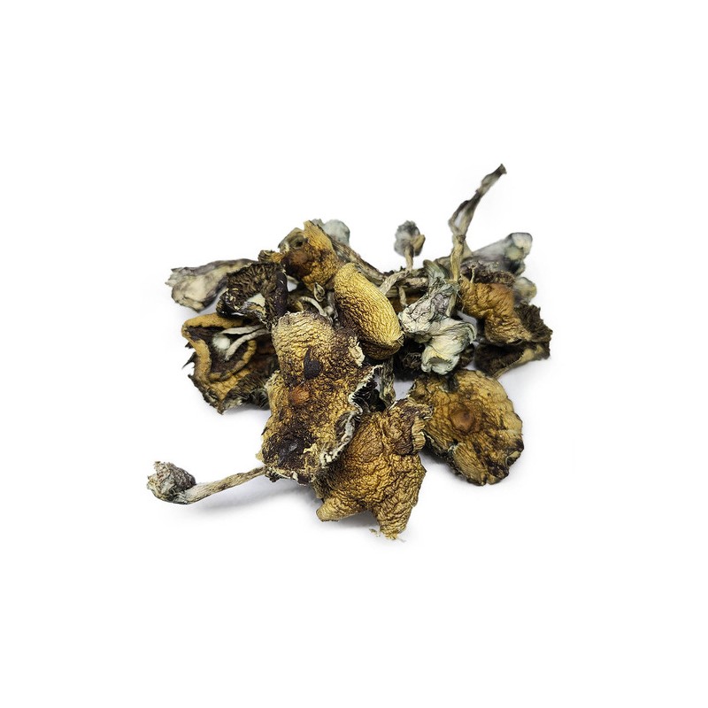Psilocybe Azurescens