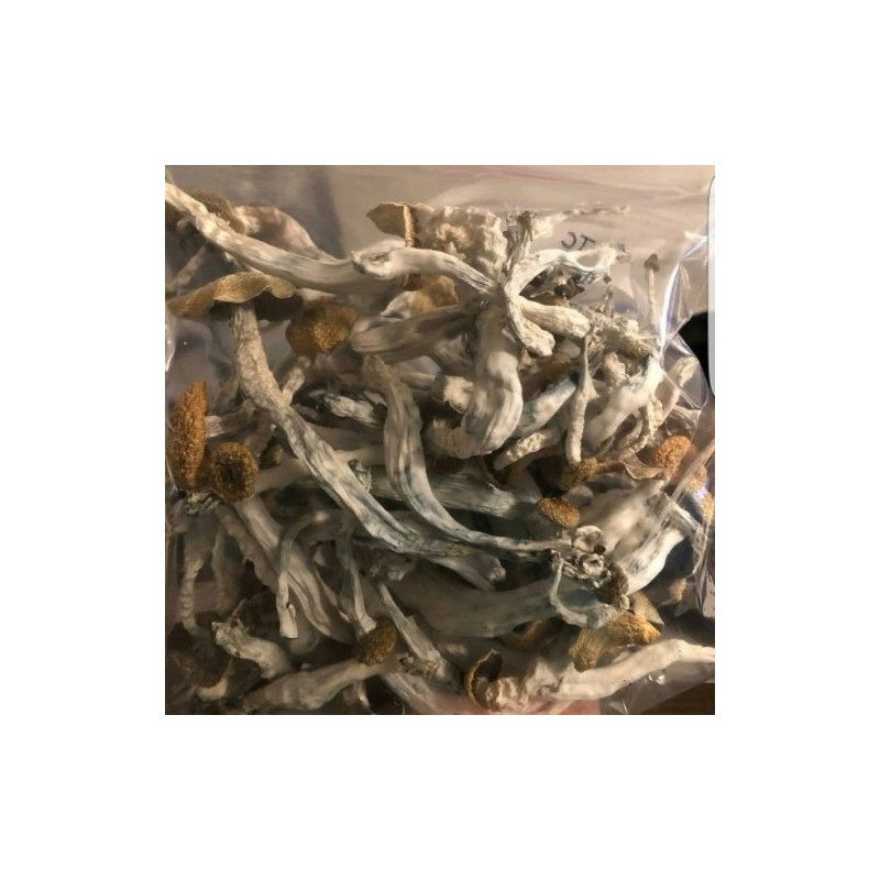 Psilocybe Cubensis