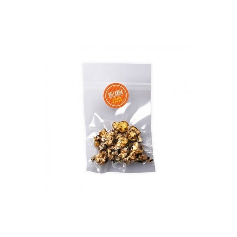 psilocybe-hollandia-spores Psilocybe Hollandia