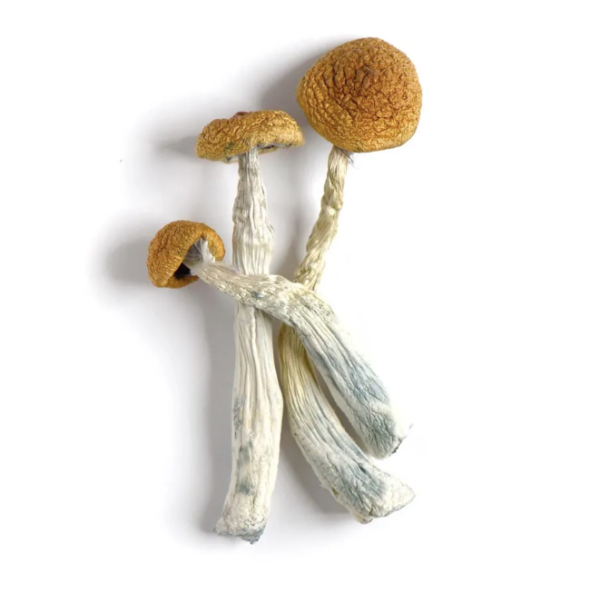 Amazonian Mushrooms